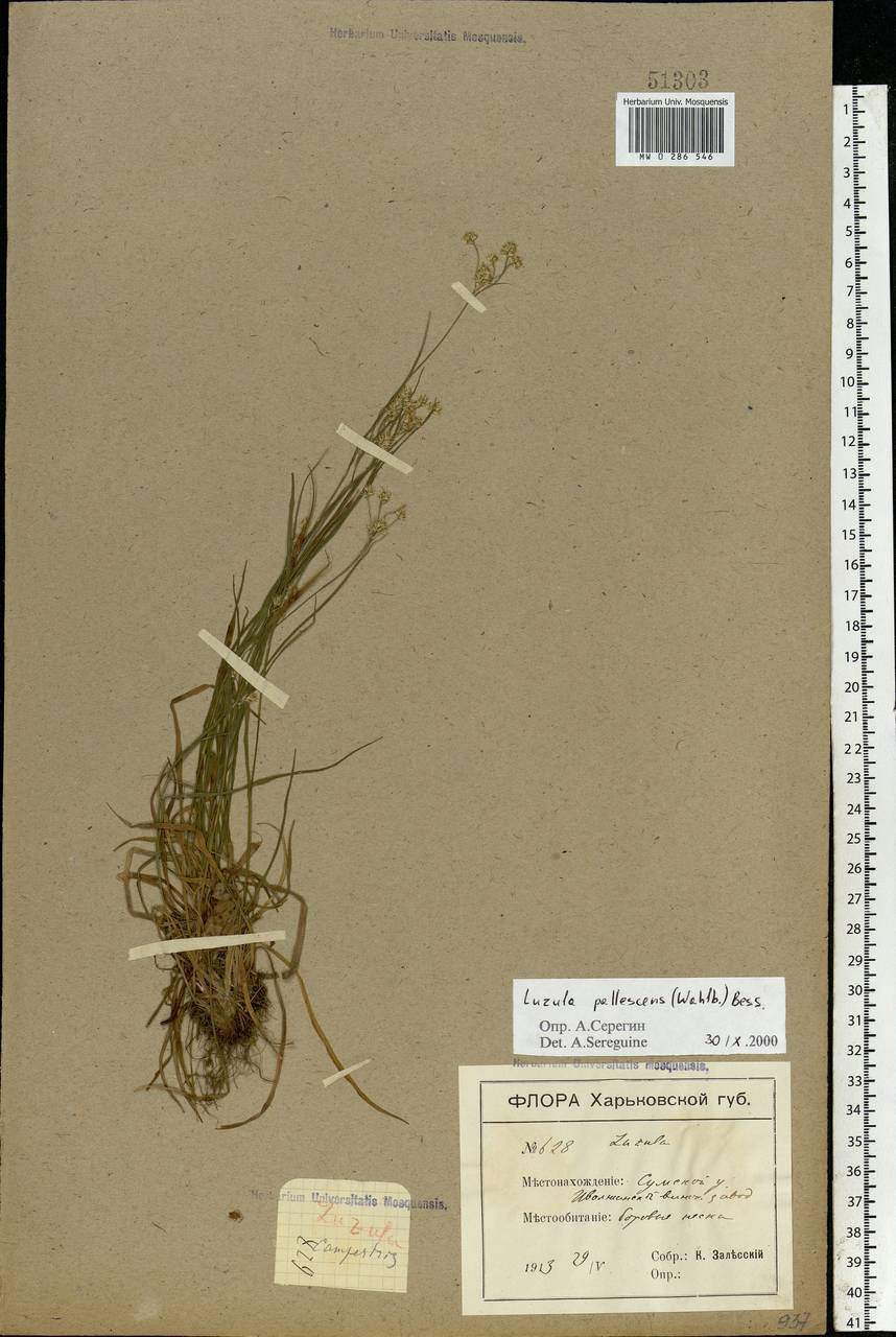 Luzula pallescens Sw., Eastern Europe, North Ukrainian region (E11) (Ukraine)
