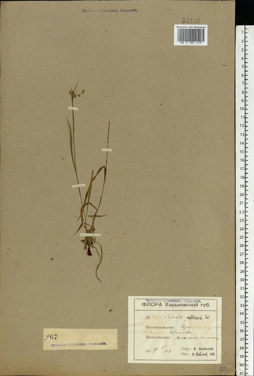 Luzula pallescens Sw., Eastern Europe, North Ukrainian region (E11) (Ukraine)
