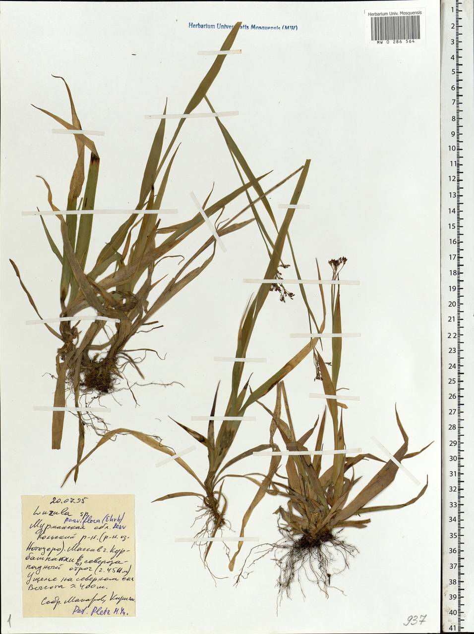 Luzula parviflora (Ehrh.) Desv., Eastern Europe, Northern region (E1) (Russia)