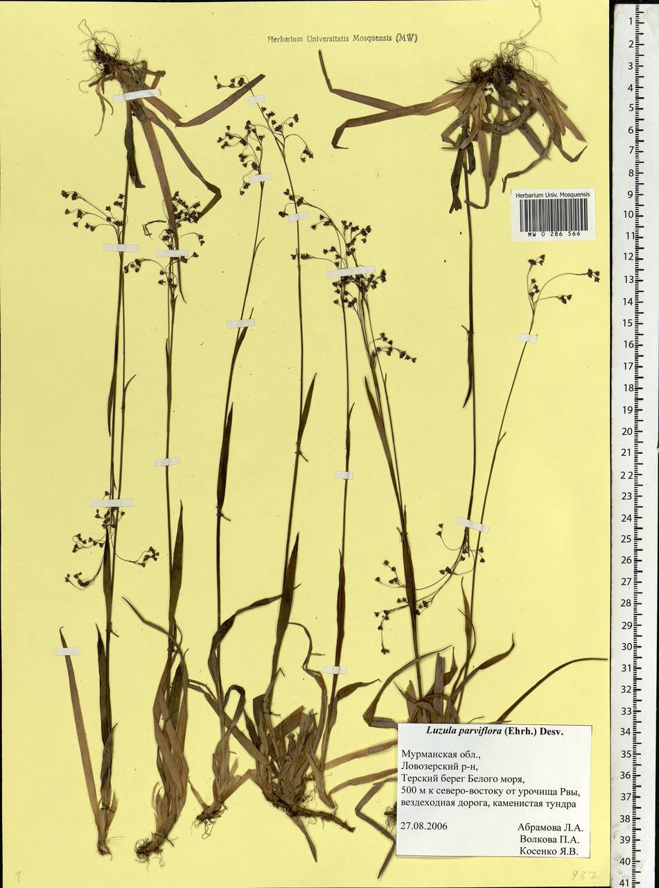 Luzula parviflora (Ehrh.) Desv., Eastern Europe, Northern region (E1) (Russia)
