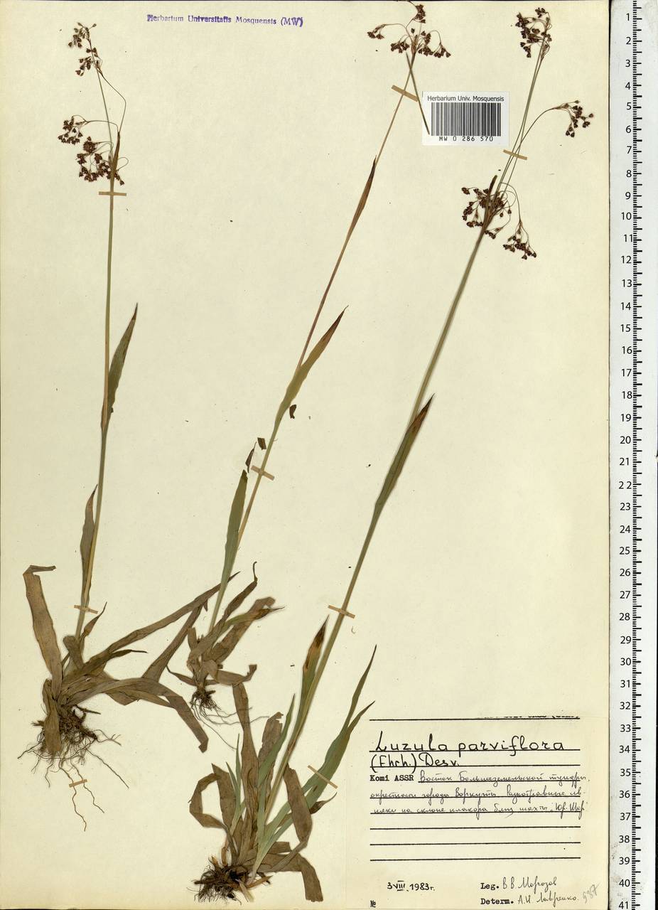 Luzula parviflora (Ehrh.) Desv., Eastern Europe, Northern region (E1) (Russia)