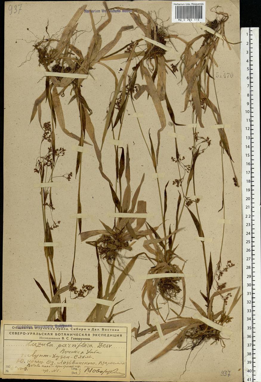 Luzula parviflora (Ehrh.) Desv., Eastern Europe, Northern region (E1) (Russia)