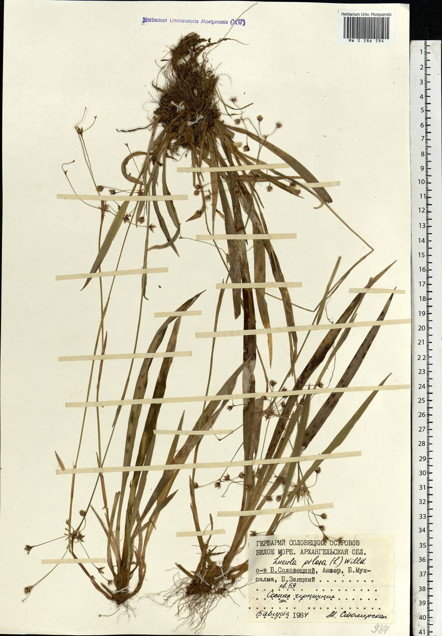 Luzula pilosa (L.) Willd., Eastern Europe, Northern region (E1) (Russia)