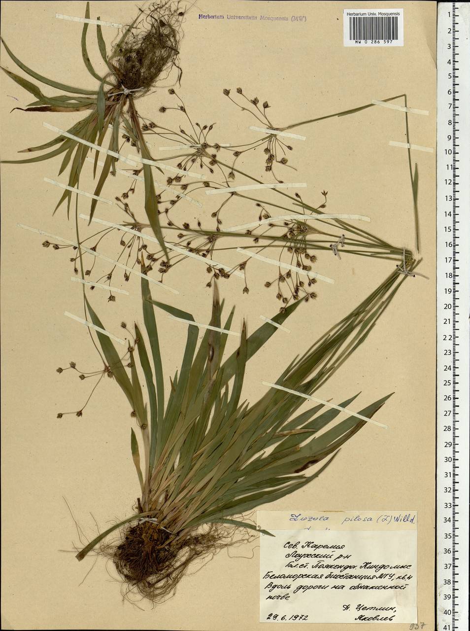 Luzula pilosa (L.) Willd., Eastern Europe, Northern region (E1) (Russia)