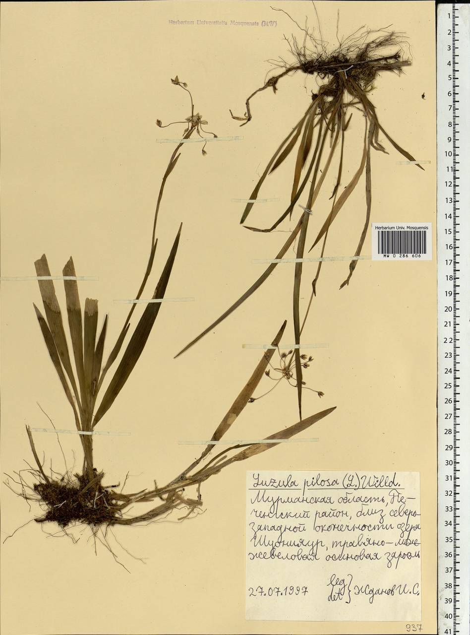 Luzula pilosa (L.) Willd., Eastern Europe, Northern region (E1) (Russia)