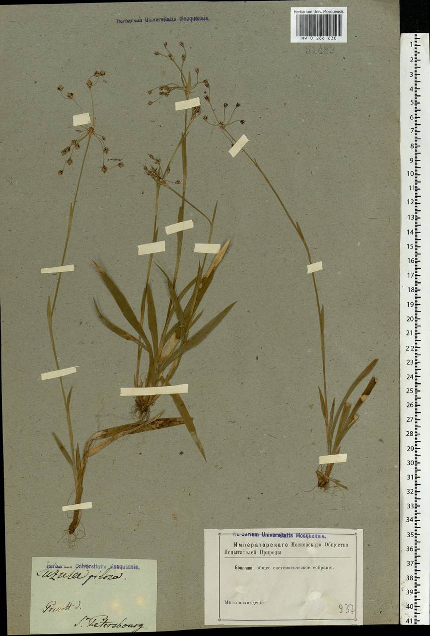 Luzula pilosa (L.) Willd., Eastern Europe, North-Western region (E2) (Russia)