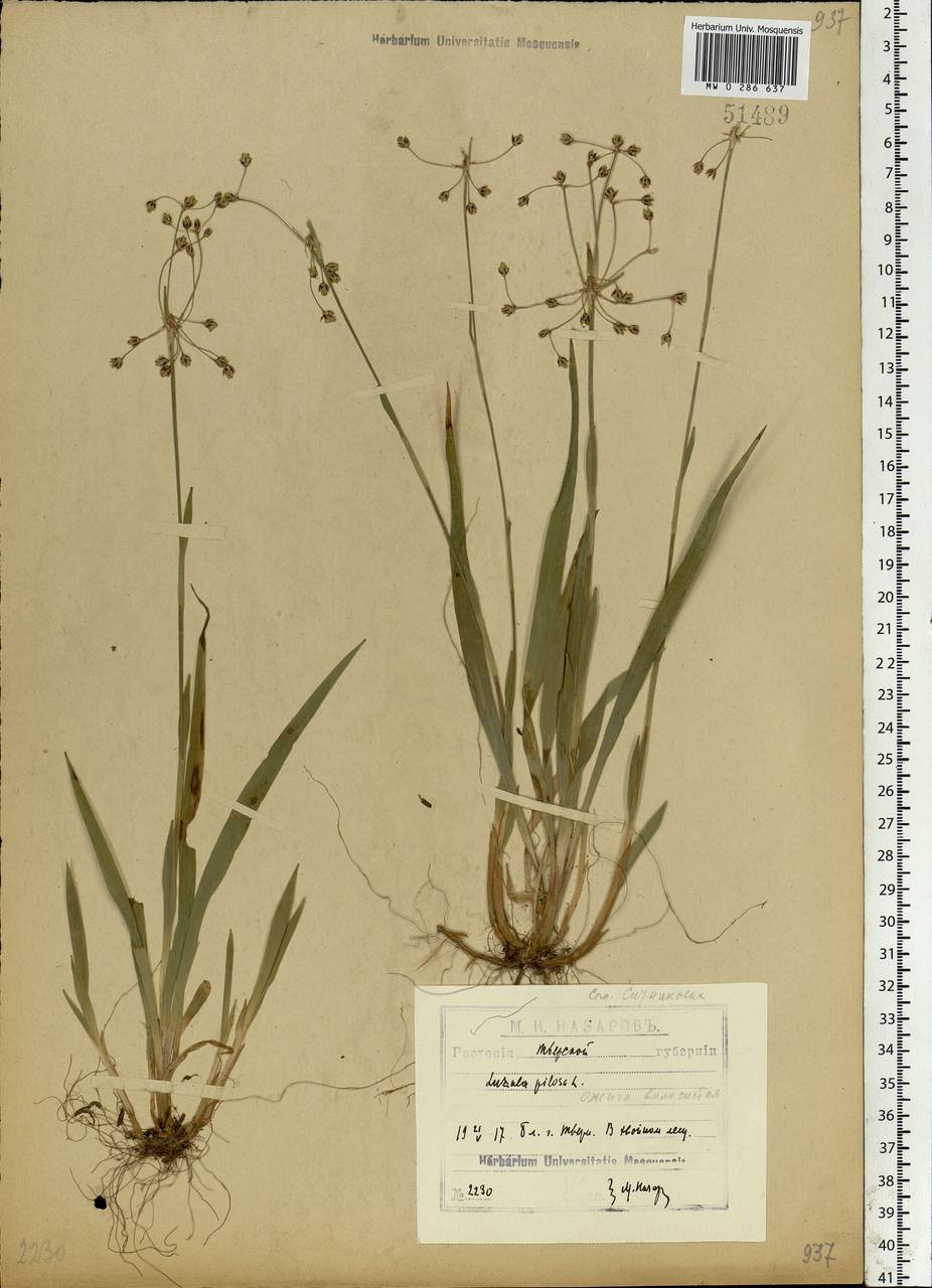 Luzula pilosa (L.) Willd., Eastern Europe, North-Western region (E2) (Russia)