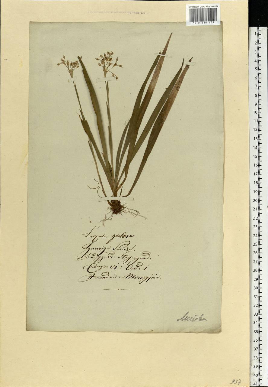 Luzula pilosa (L.) Willd., Eastern Europe, Lithuania (E2a) (Lithuania)