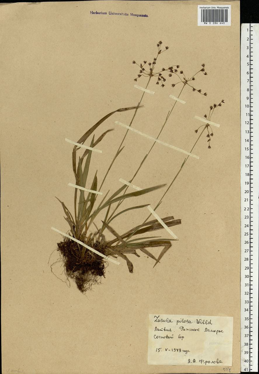 Luzula pilosa (L.) Willd., Eastern Europe, Latvia (E2b) (Latvia)