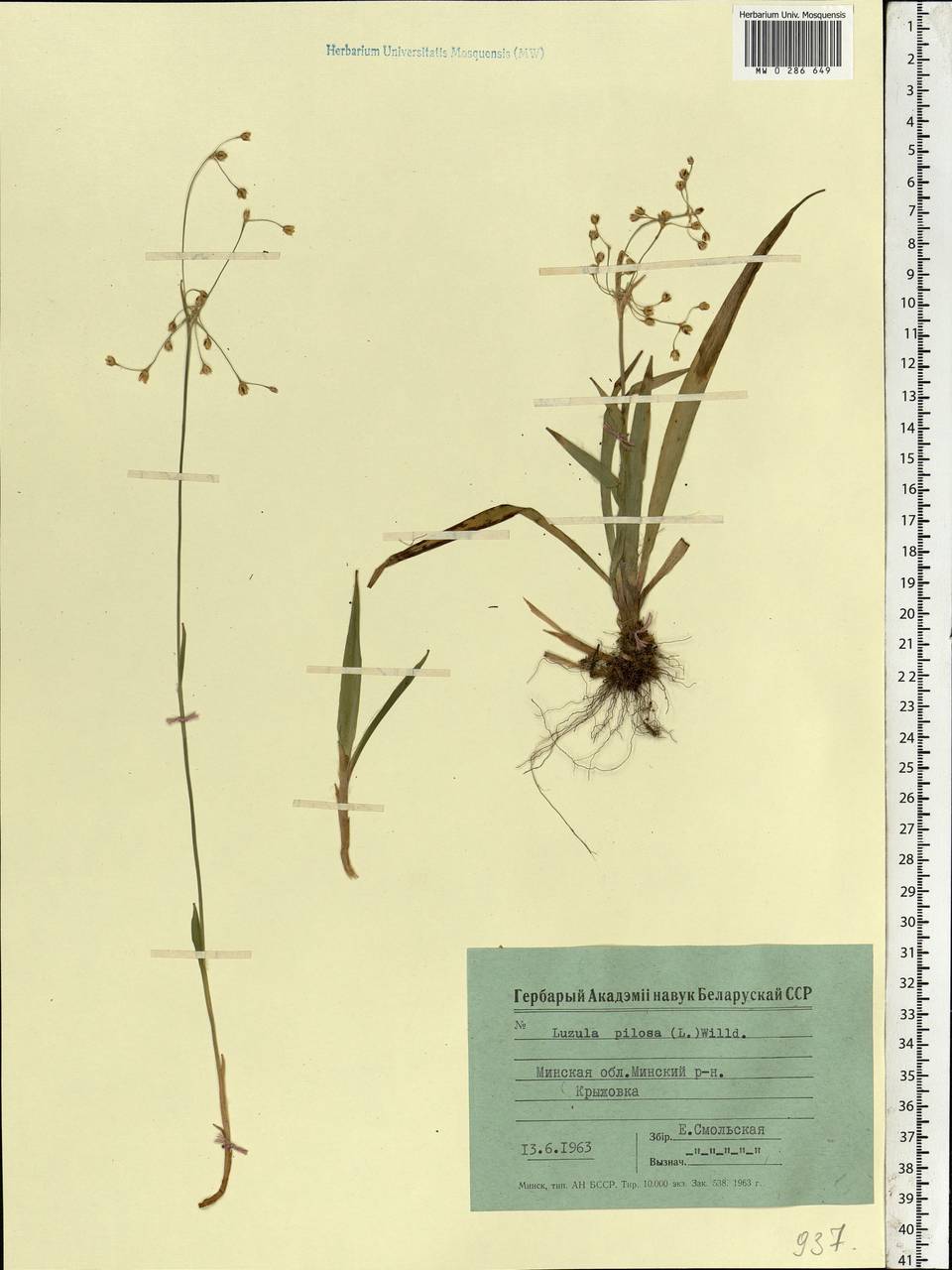 Luzula pilosa (L.) Willd., Eastern Europe, Belarus (E3a) (Belarus)