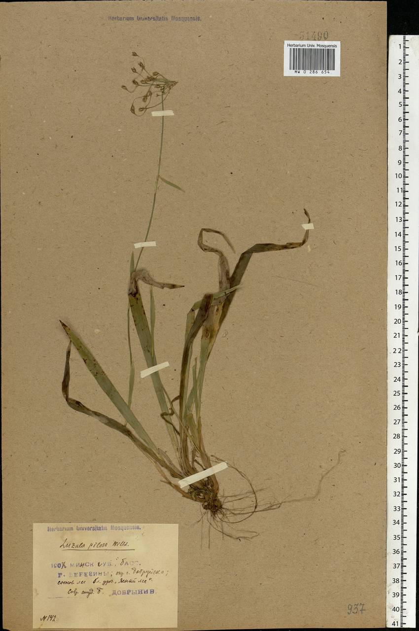 Luzula pilosa (L.) Willd., Eastern Europe, Belarus (E3a) (Belarus)