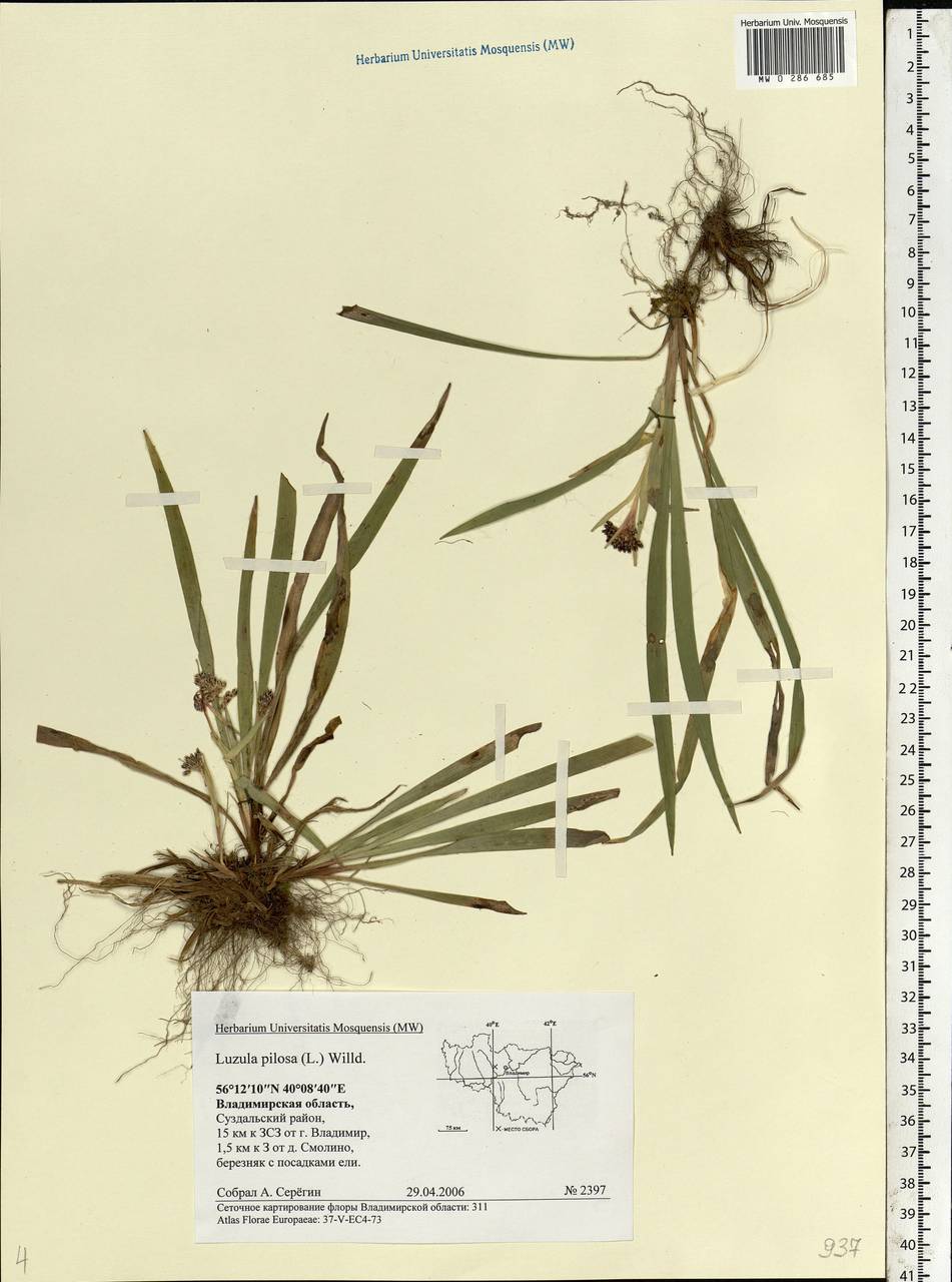 Luzula pilosa (L.) Willd., Eastern Europe, Central region (E4) (Russia)