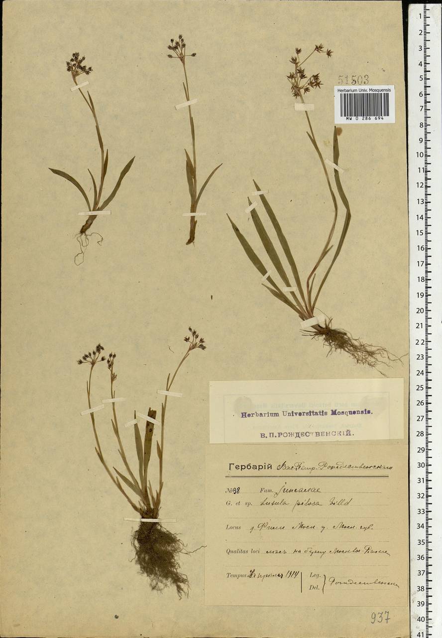 Luzula pilosa (L.) Willd., Eastern Europe, Moscow region (E4a) (Russia)
