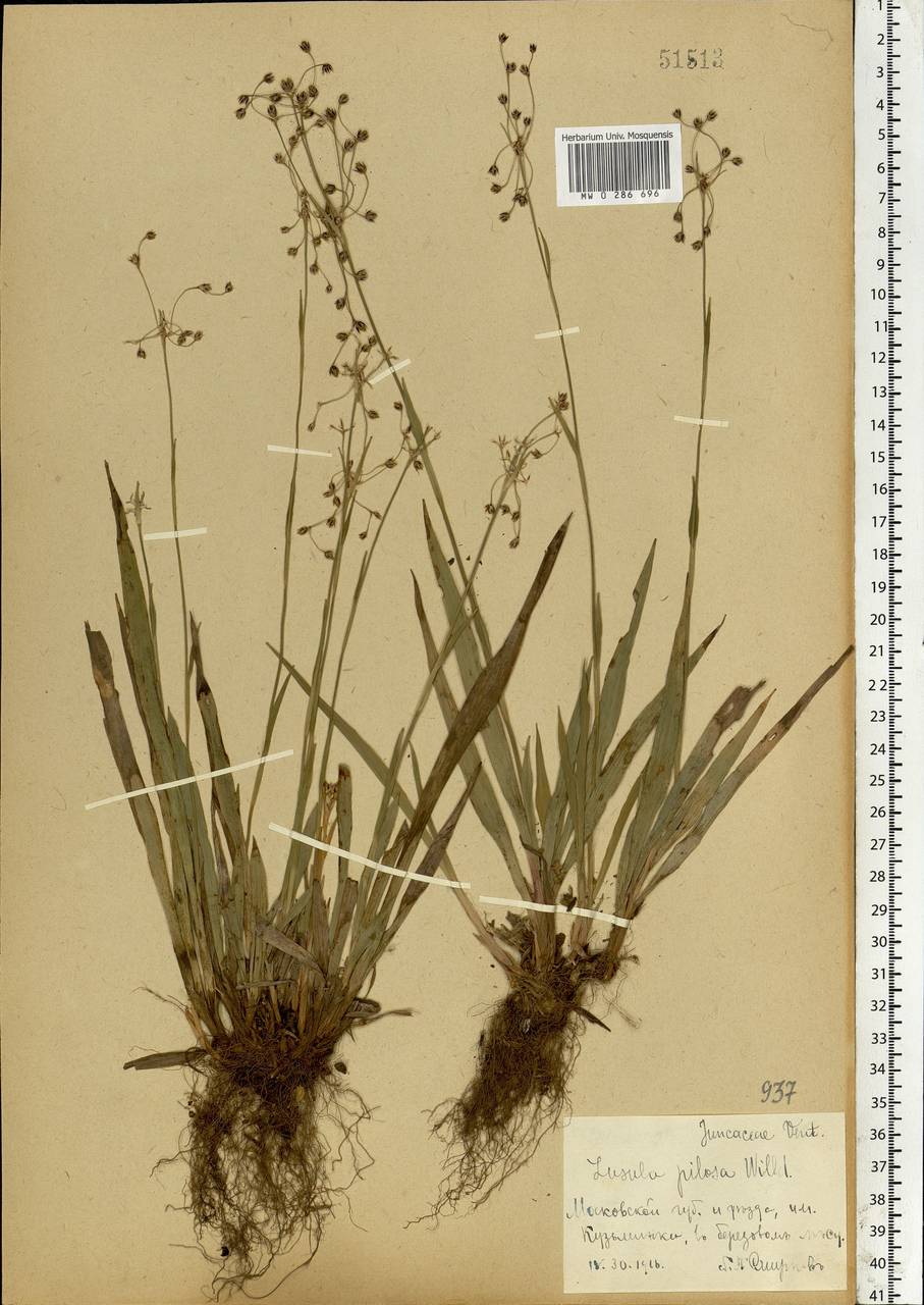 Luzula pilosa (L.) Willd., Eastern Europe, Moscow region (E4a) (Russia)