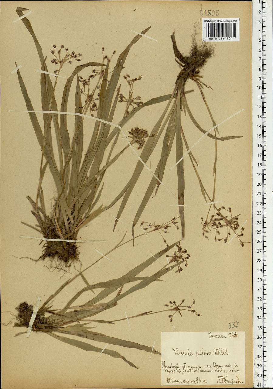 Luzula pilosa (L.) Willd., Eastern Europe, Moscow region (E4a) (Russia)