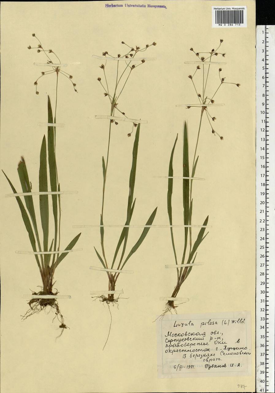 Luzula pilosa (L.) Willd., Eastern Europe, Moscow region (E4a) (Russia)