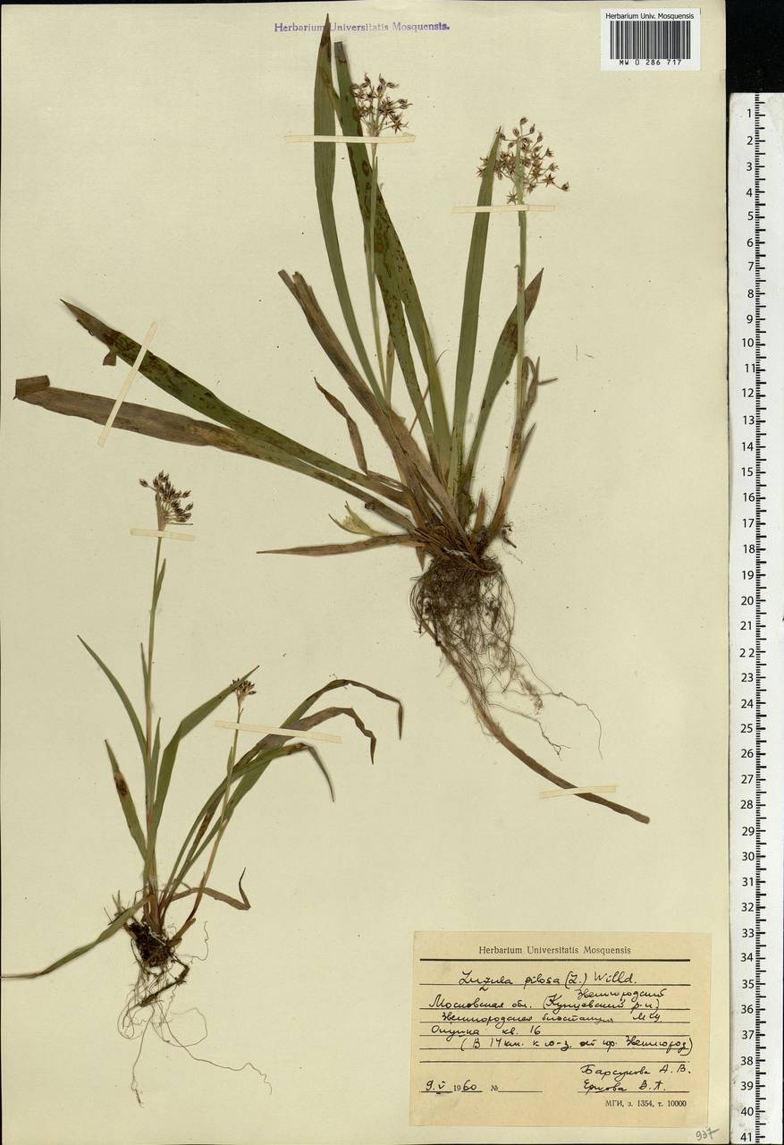 Luzula pilosa (L.) Willd., Eastern Europe, Moscow region (E4a) (Russia)