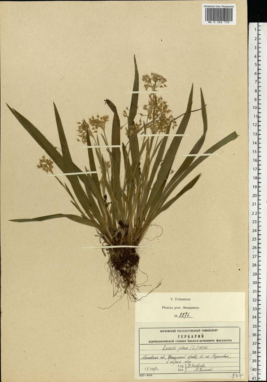 Luzula pilosa (L.) Willd., Eastern Europe, Moscow region (E4a) (Russia)