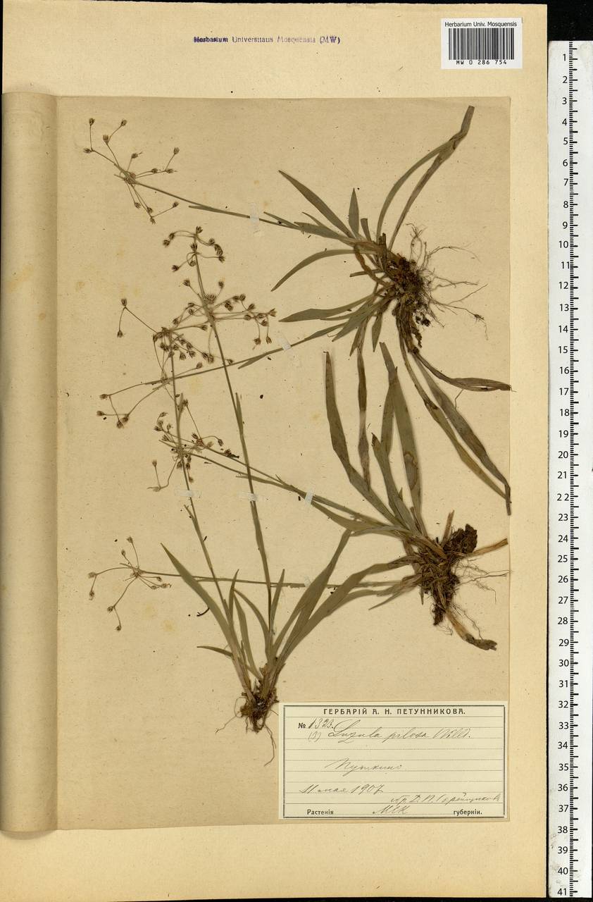 Luzula pilosa (L.) Willd., Eastern Europe, Moscow region (E4a) (Russia)