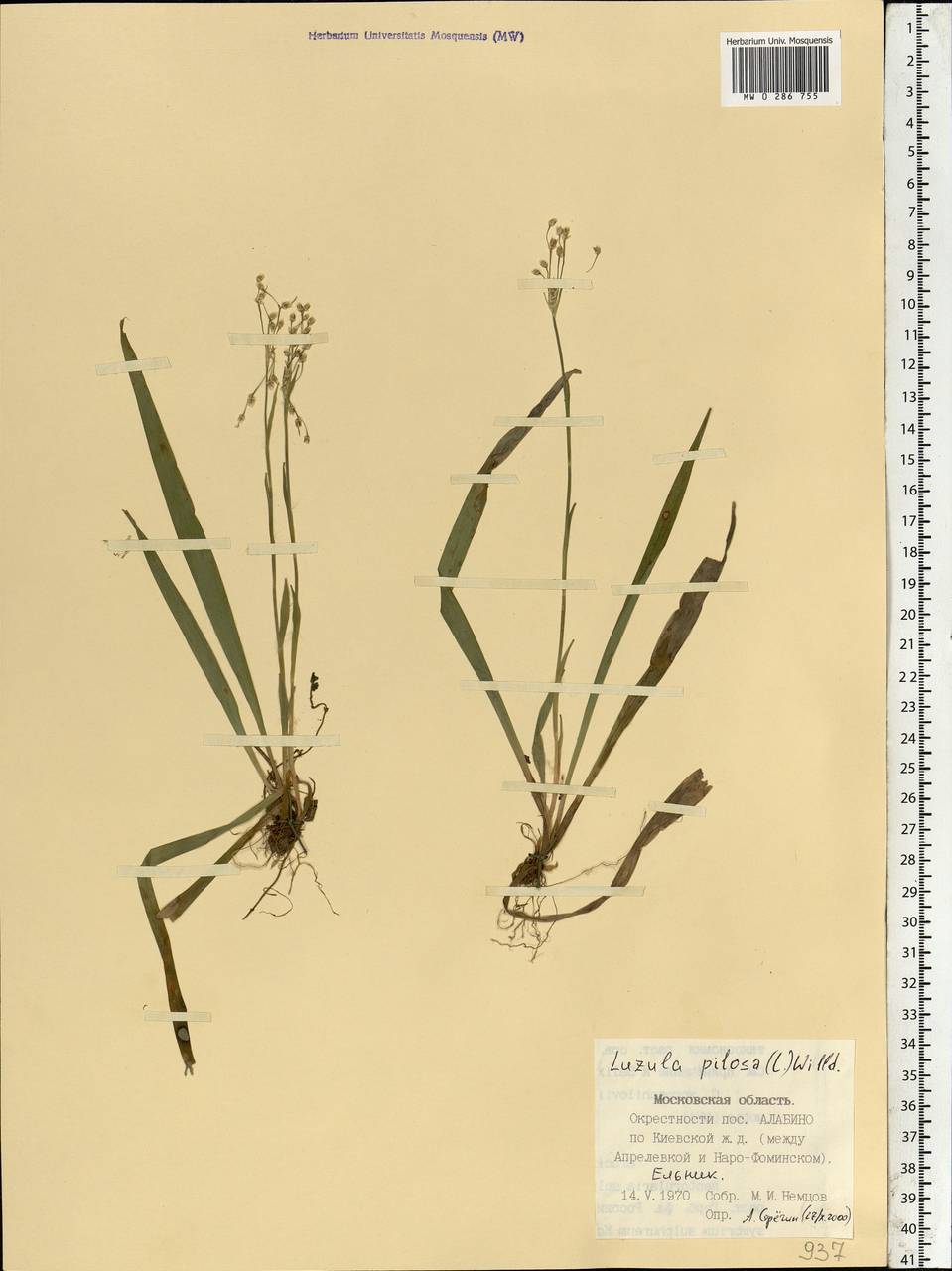 Luzula pilosa (L.) Willd., Eastern Europe, Moscow region (E4a) (Russia)