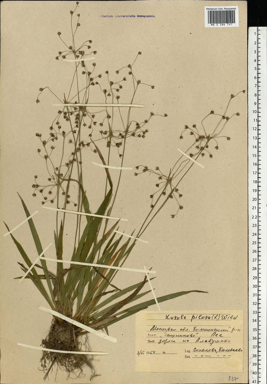 Luzula pilosa (L.) Willd., Eastern Europe, Moscow region (E4a) (Russia)