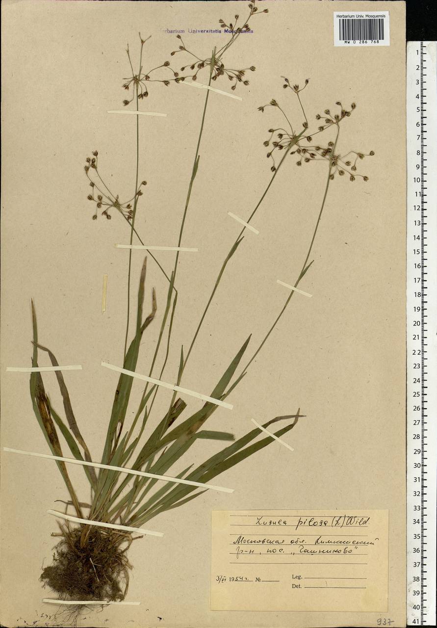 Luzula pilosa (L.) Willd., Eastern Europe, Moscow region (E4a) (Russia)