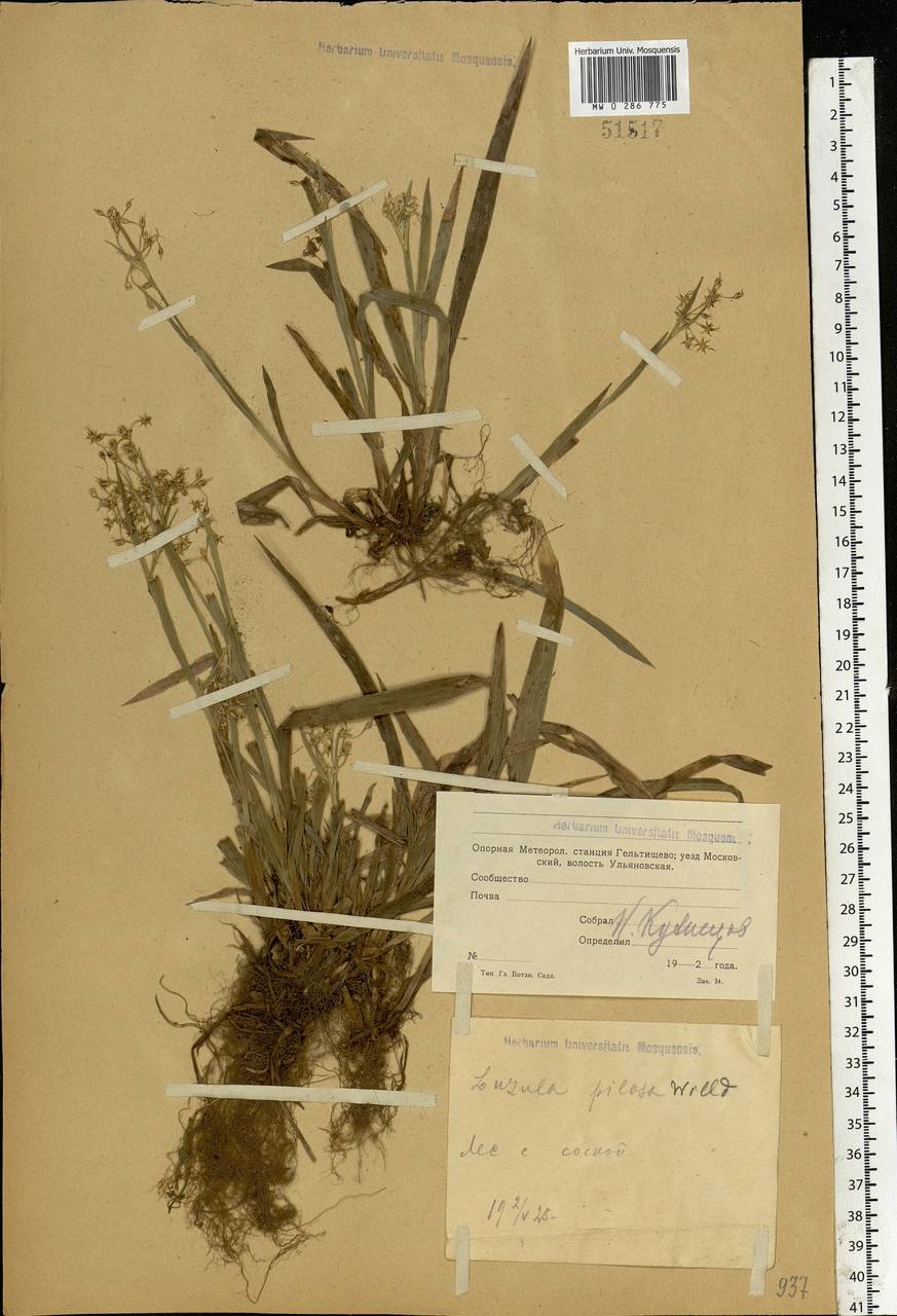 Luzula pilosa (L.) Willd., Eastern Europe, Moscow region (E4a) (Russia)