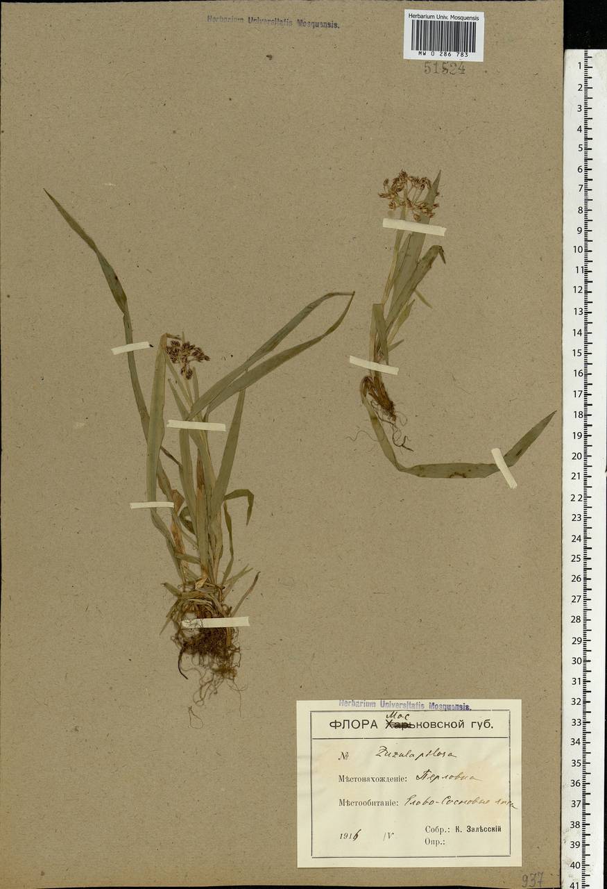 Luzula pilosa (L.) Willd., Eastern Europe, Moscow region (E4a) (Russia)