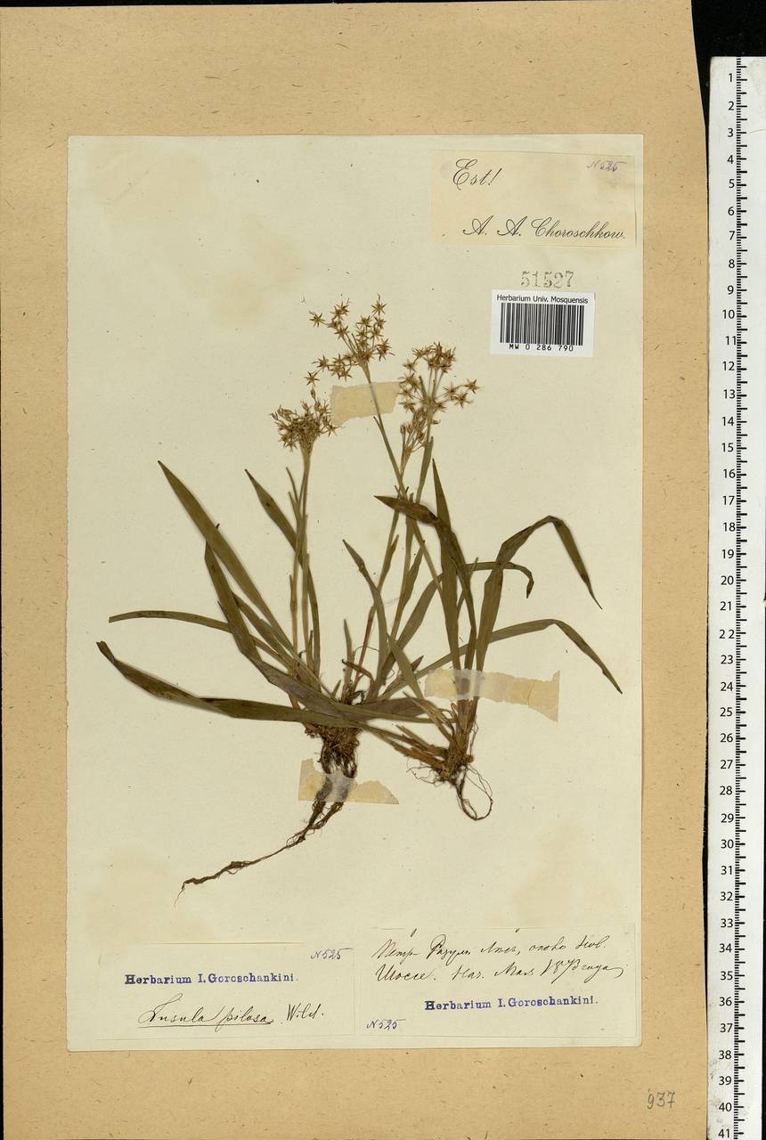 Luzula pilosa (L.) Willd., Eastern Europe, Moscow region (E4a) (Russia)