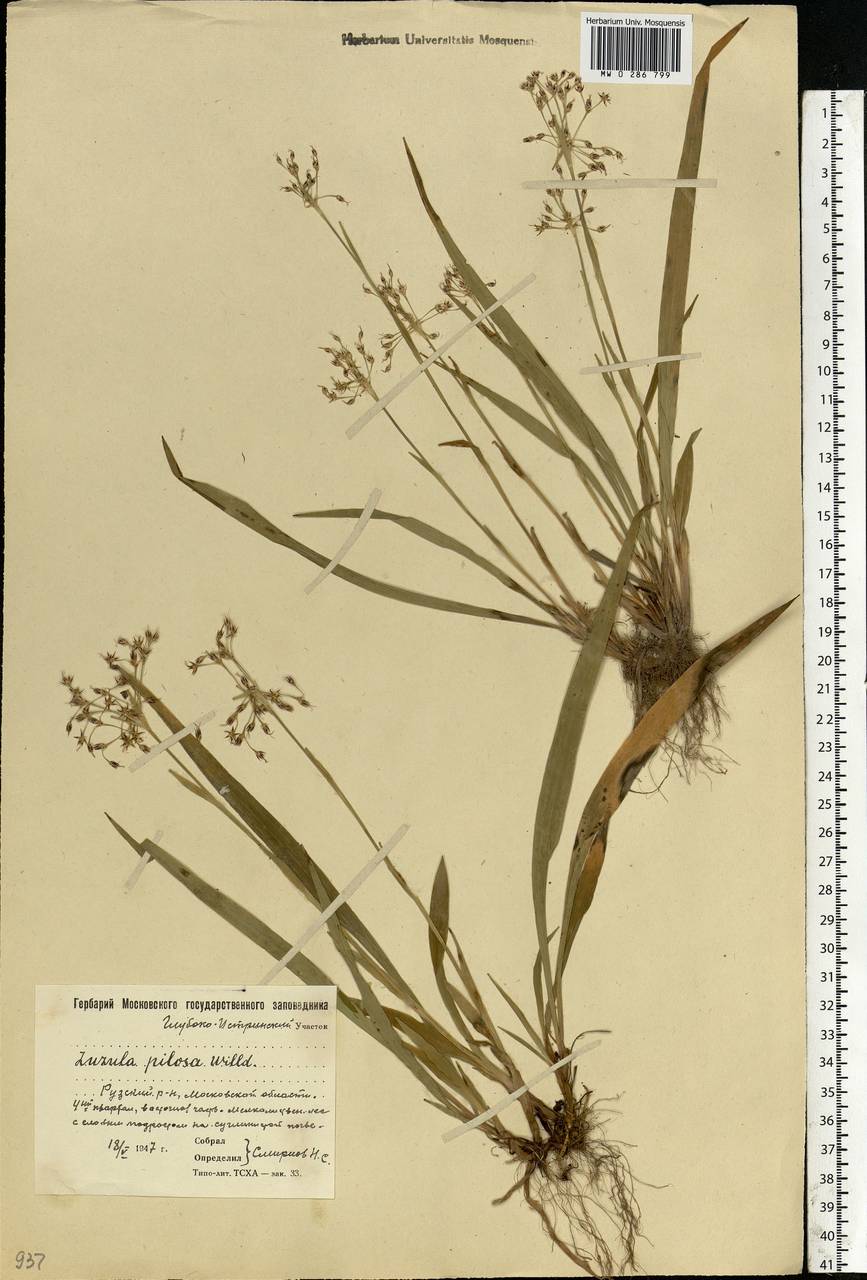 Luzula pilosa (L.) Willd., Eastern Europe, Moscow region (E4a) (Russia)