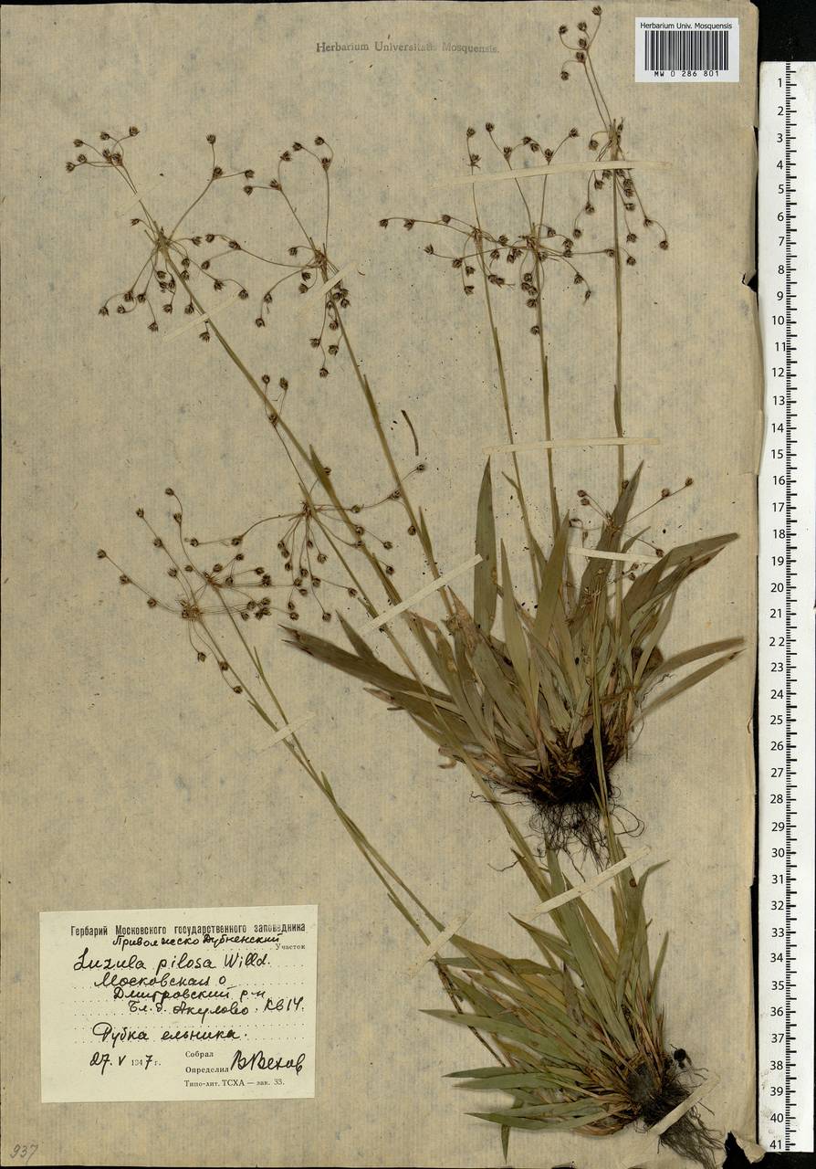 Luzula pilosa (L.) Willd., Eastern Europe, Moscow region (E4a) (Russia)