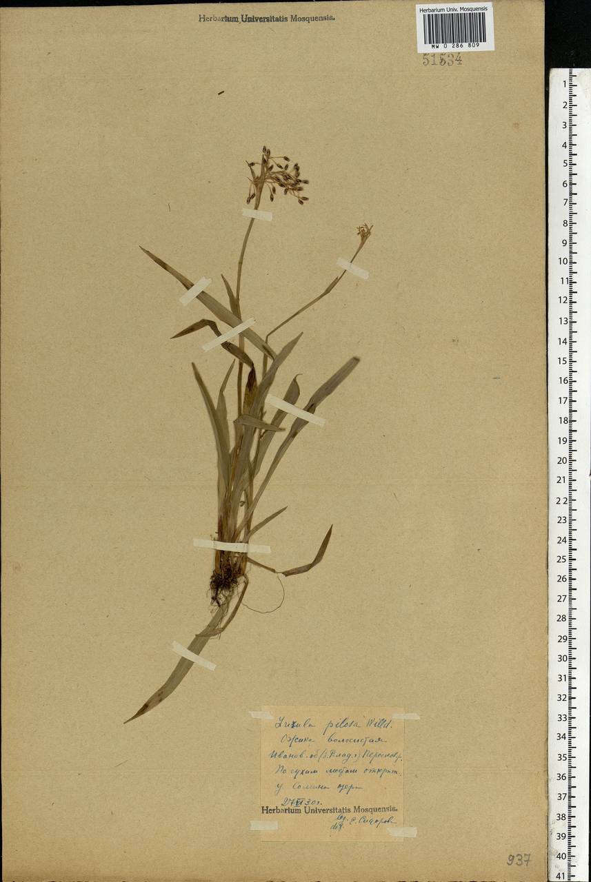 Luzula pilosa (L.) Willd., Eastern Europe, Central forest region (E5) (Russia)