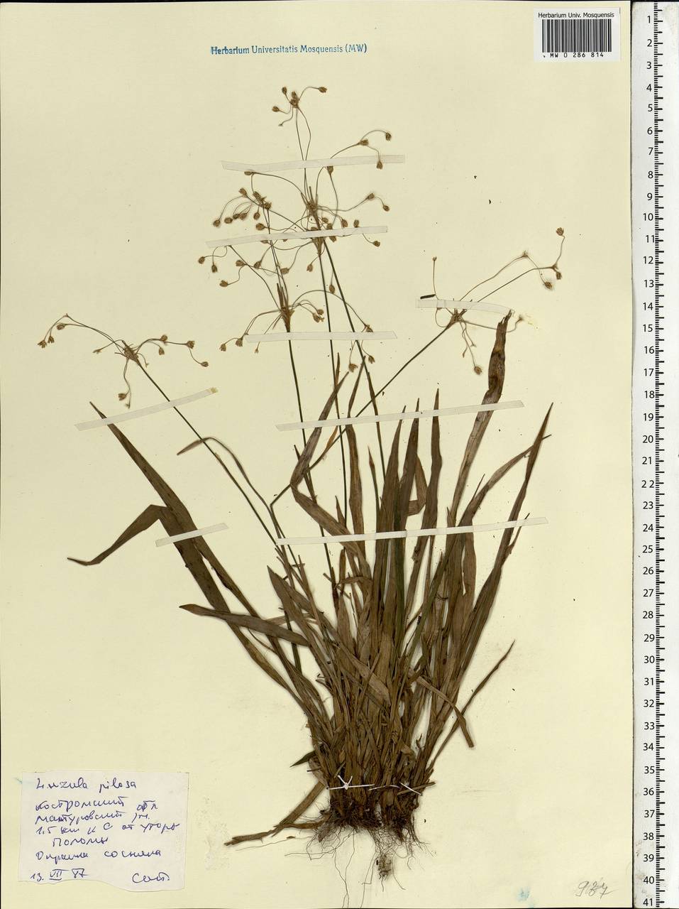 Luzula pilosa (L.) Willd., Eastern Europe, Central forest region (E5) (Russia)