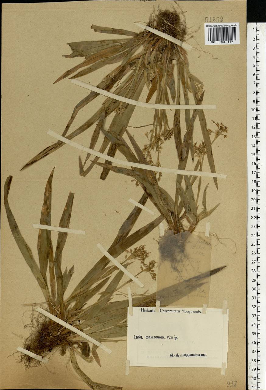 Luzula pilosa (L.) Willd., Eastern Europe, Central forest-and-steppe region (E6) (Russia)