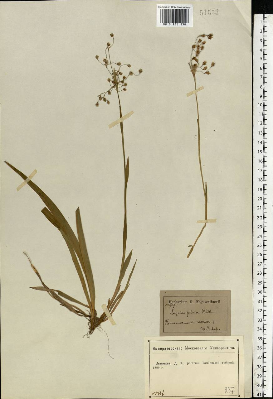 Luzula pilosa (L.) Willd., Eastern Europe, Central forest-and-steppe region (E6) (Russia)