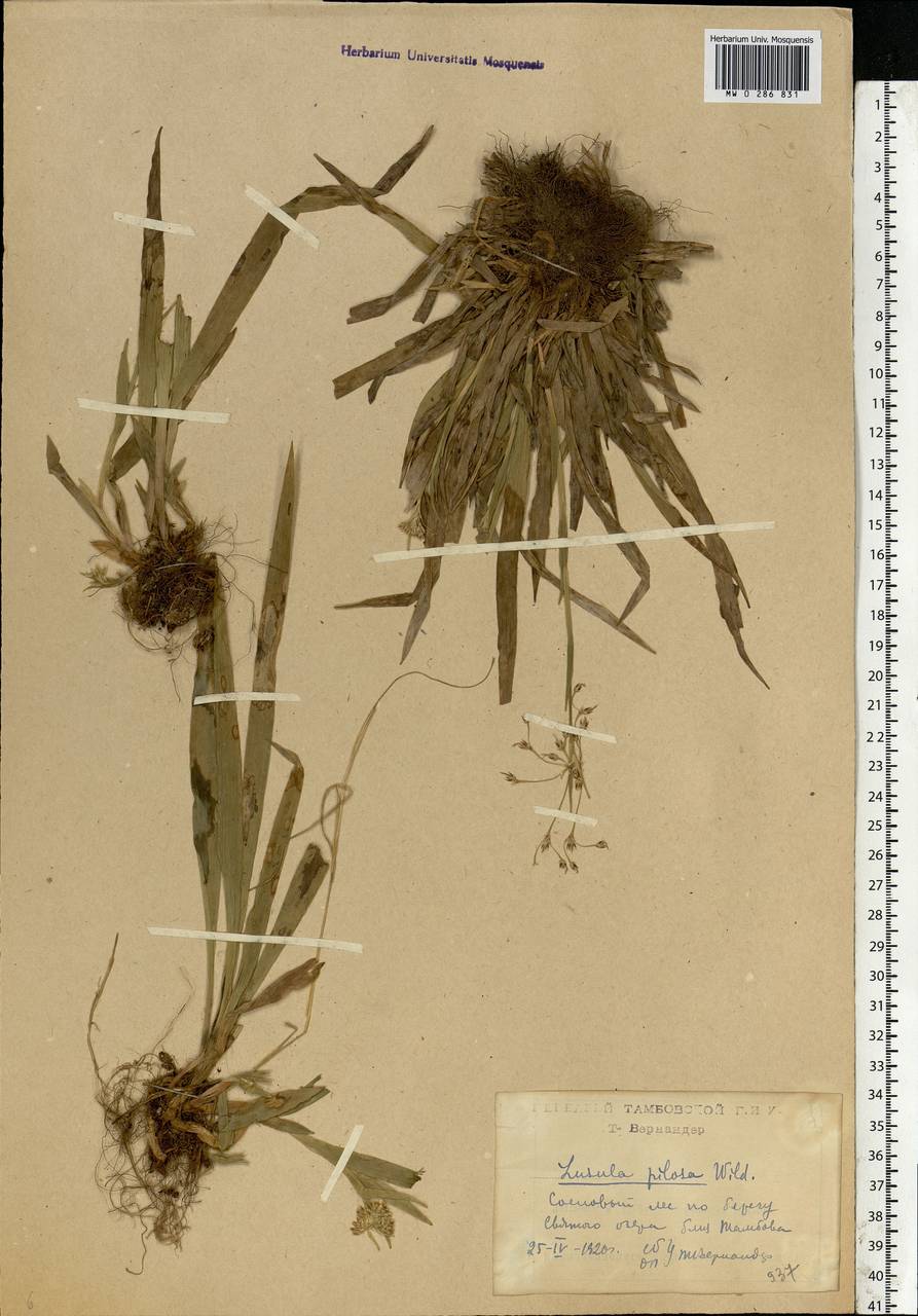 Luzula pilosa (L.) Willd., Eastern Europe, Central forest-and-steppe region (E6) (Russia)