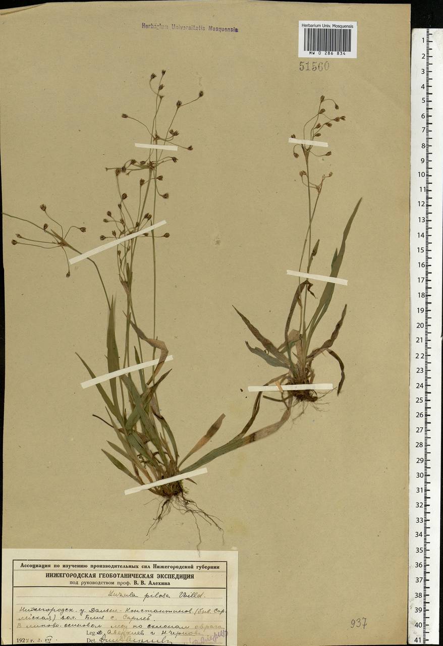 Luzula pilosa (L.) Willd., Eastern Europe, Volga-Kama region (E7) (Russia)