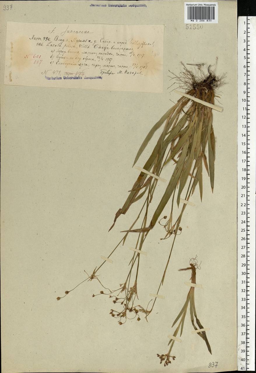 Luzula pilosa (L.) Willd., Eastern Europe, Volga-Kama region (E7) (Russia)