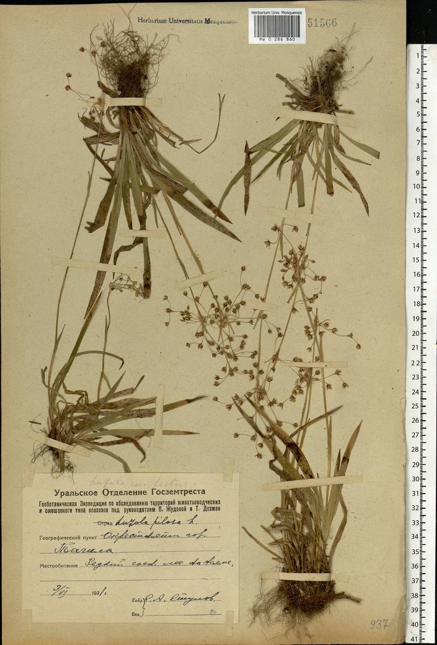 Luzula pilosa (L.) Willd., Eastern Europe, Eastern region (E10) (Russia)