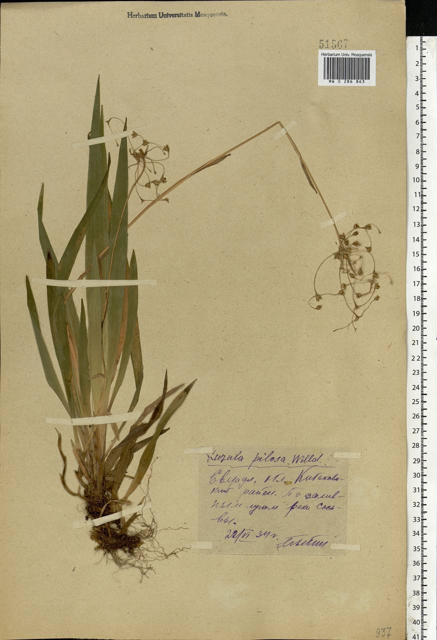 Luzula pilosa (L.) Willd., Eastern Europe, Eastern region (E10) (Russia)