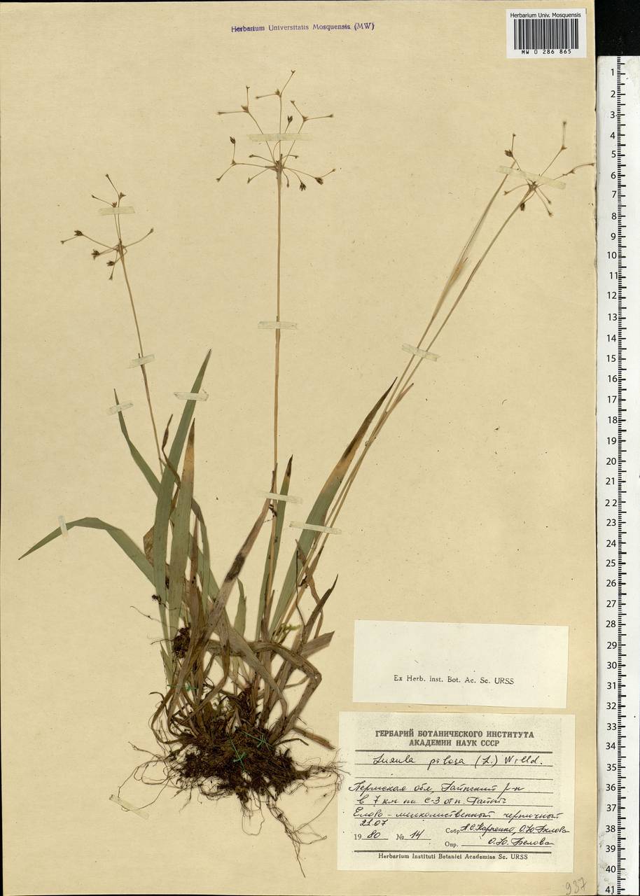 Luzula pilosa (L.) Willd., Eastern Europe, Eastern region (E10) (Russia)