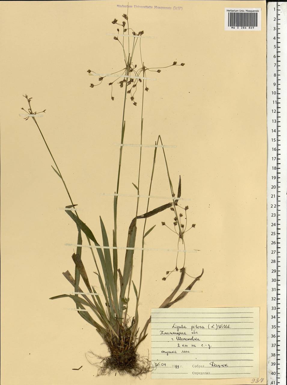 Luzula pilosa (L.) Willd., Eastern Europe, South Ukrainian region (E12) (Ukraine)