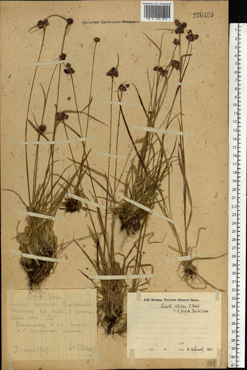 Luzula multiflora subsp. sibirica V.I.Krecz., Eastern Europe, Eastern region (E10) (Russia)