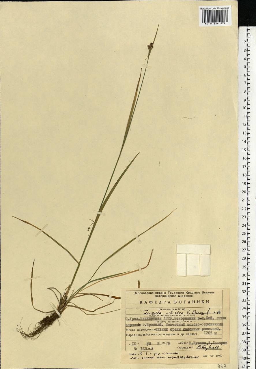 Luzula multiflora subsp. sibirica V.I.Krecz., Eastern Europe, Eastern region (E10) (Russia)