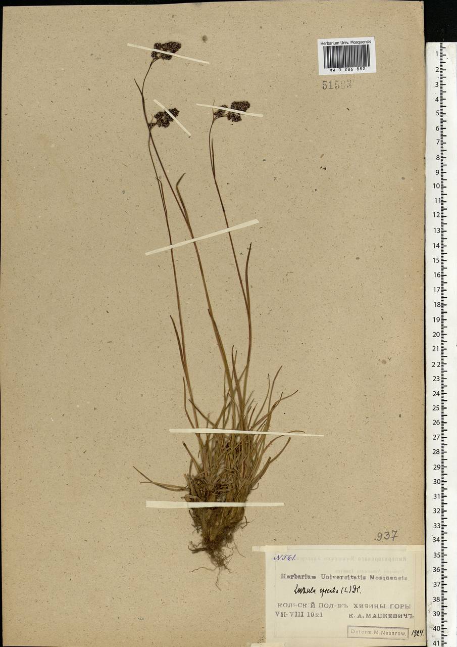 Luzula spicata (L.) DC., Eastern Europe, Northern region (E1) (Russia)