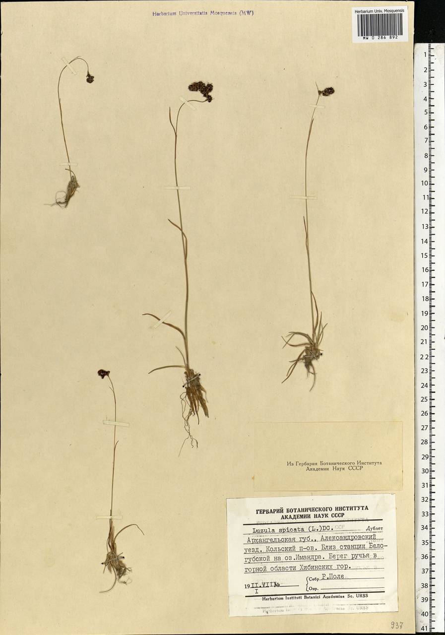 Luzula spicata (L.) DC., Eastern Europe, Northern region (E1) (Russia)