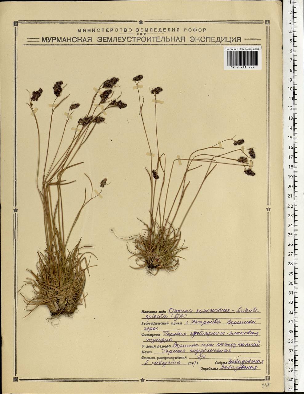 Luzula spicata (L.) DC., Eastern Europe, Northern region (E1) (Russia)