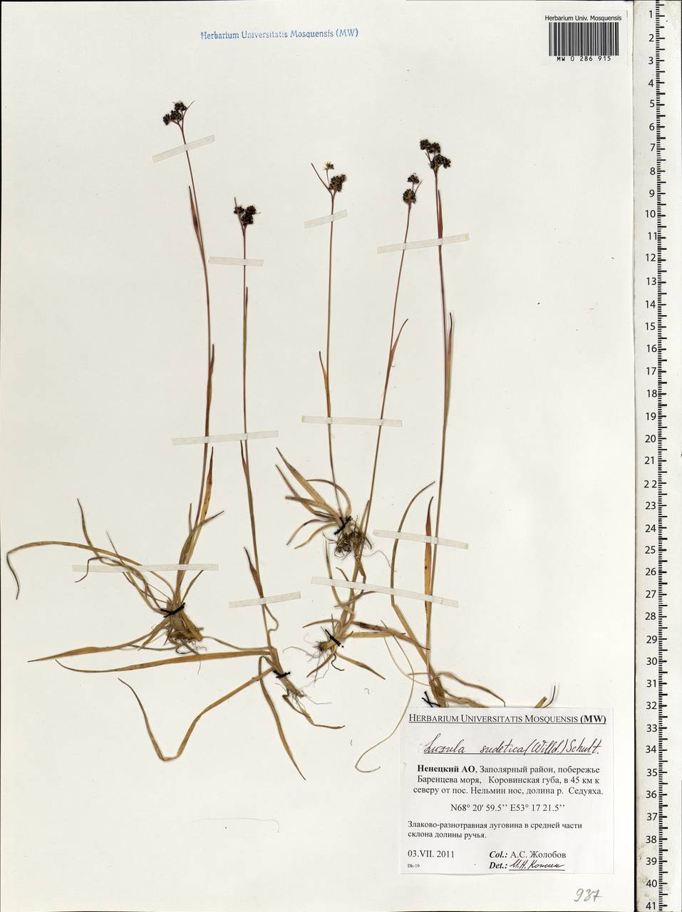 Luzula sudetica (Willd.) Schult., Eastern Europe, Northern region (E1) (Russia)