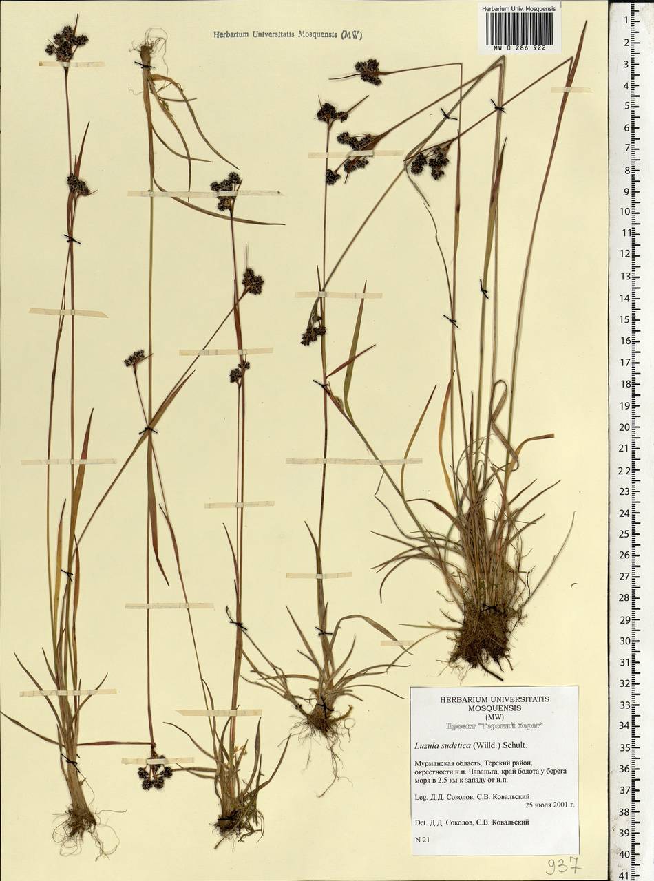 Luzula sudetica (Willd.) Schult., Eastern Europe, Northern region (E1) (Russia)