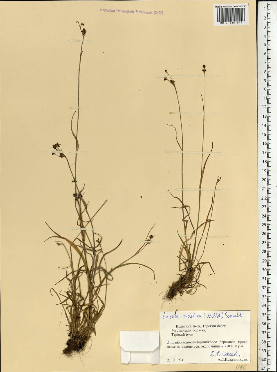 Luzula sudetica (Willd.) Schult., Eastern Europe, Northern region (E1) (Russia)